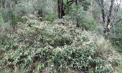 Lasiopetalum macrophyllum