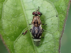 Euryneura