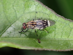 Euryneura