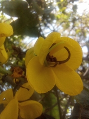 Senna viarum