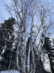 Betula neoalaskana