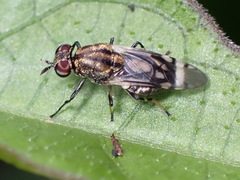 Euryneura