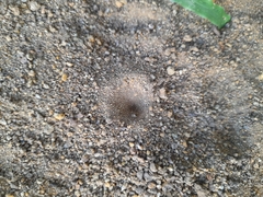 Brachynemurus