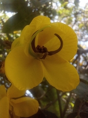Senna viarum