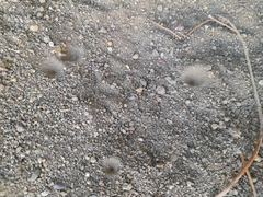 Brachynemurus