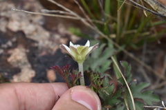 Anemone tuberosa