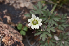 Anemone tuberosa