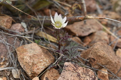Anemone tuberosa