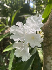 Cordia taguahyensis