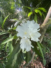 Cordia taguahyensis
