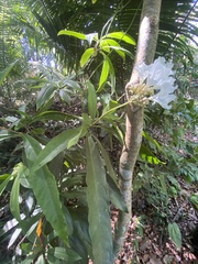 Cordia taguahyensis
