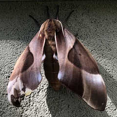 Coequosa triangularis