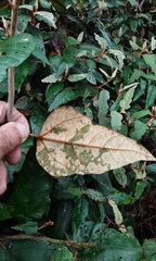 Lasiopetalum macrophyllum