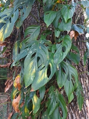 Monstera adansonii