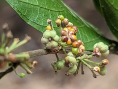 Glochidion acuminatum
