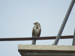 Melospiza melodia