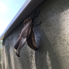 Coequosa triangularis