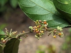 Glochidion acuminatum