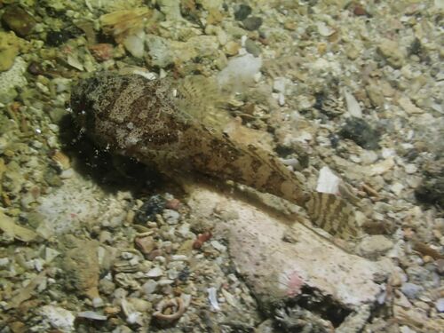 Three-spined frogfish (Batrachomoeus trispinosus) — Batrachoididae — 4