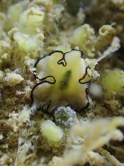 Eurylepta