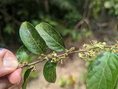 Glochidion acuminatum