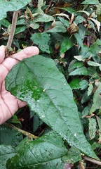 Lasiopetalum macrophyllum