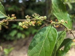 Glochidion acuminatum