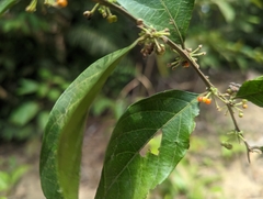 Glochidion acuminatum