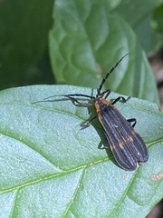 Calopteron