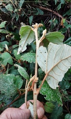 Lasiopetalum macrophyllum