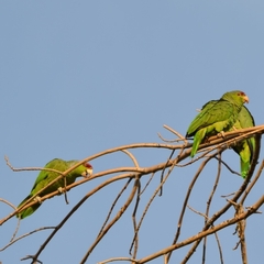 Amazona finschi