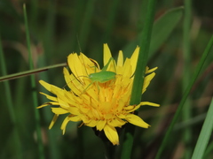 Odontura glabricauda