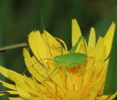Odontura glabricauda