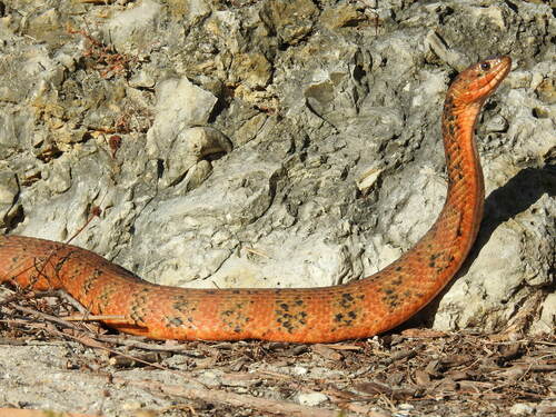 Banded Watersnake (Nerodia fasciata), a species recorded in Louisiana