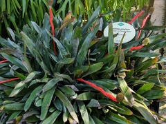 Aechmea pineliana