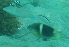 Chrysiptera biocellata