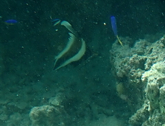 Heniochus chrysostomus