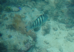Abudefduf septemfasciatus