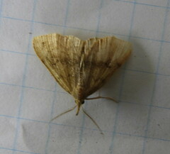 Phalaenostola metonalis