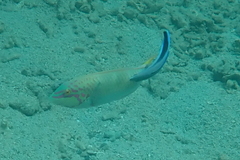 Labroides dimidiatus