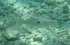 Mulloidichthys flavolineatus