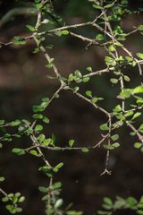 Pittosporum obcordatum