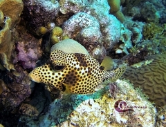 Lactophrys bicaudalis