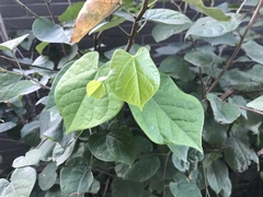 Cercis chinensis
