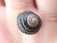 Diloma bicanaliculatum