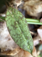 Erythronium americanum