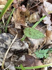 Erythronium americanum