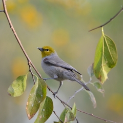 Auriparus flaviceps