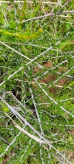 Adenostoma fasciculatum