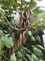 Cercis chinensis